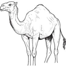 صورة 2